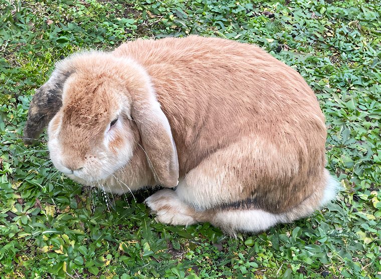 Hans, lapine bélier fauve couchée dans l'herbe